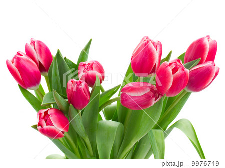 red tulips bouquet close up red tulips bouquet close up 9976749