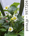 イチゴの花 9977204