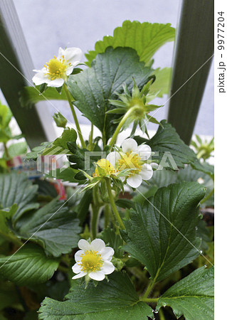 イチゴの花 イチゴの花 9977204