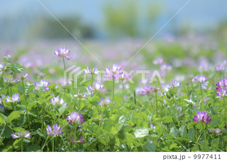 レンゲの花畑 レンゲの花畑 9977411