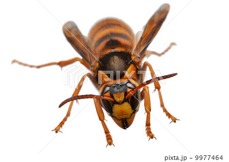 キイロスズメバチ 9977464