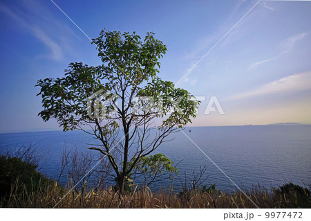 一本の木 一本の木 9977472