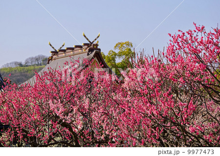 曽根天満宮梅林 9977473