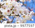 桜の花と青空 9977597