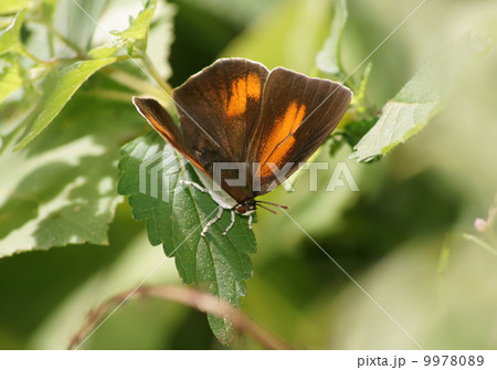 ウラギンシジミのオス ウラギンシジミのオス 9978089
