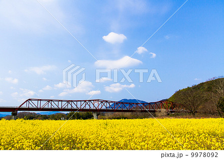 菜の花と赤橋 9978092