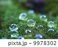 苔と水滴 9978302