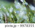 苔と水滴 9978355