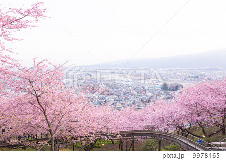 桜並木の丘 9978465