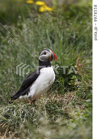 Puffin 9978558