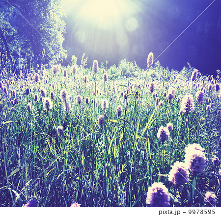 Meadow 9978595