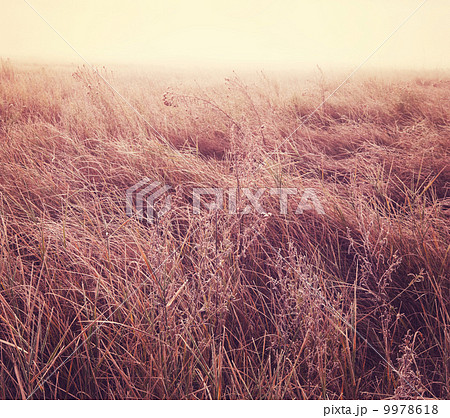 Fog on meadow 9978618