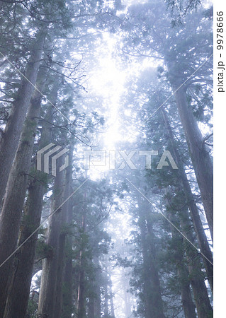 箱根の杉並木 9978666