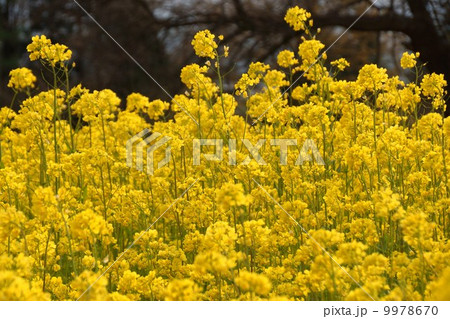いいやま菜の花まつり 9978670