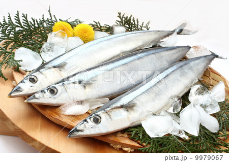 秋刀魚 生サンマ 白背景 秋刀魚 生サンマ 白背景 9979067