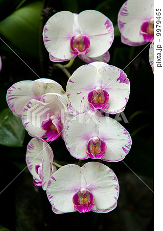 コチョウラン ファレノプシス コチョウラン属 9979465