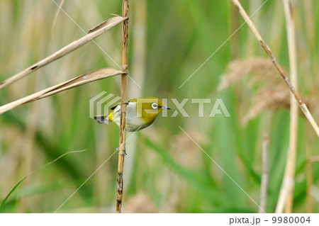 リュウキュウメジロ 9980004