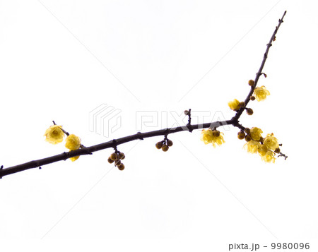 蠟梅のつぼみ 9980096
