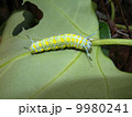 アサギマダラ幼虫 9980241