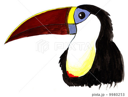 シロムネオオハシ 9980253