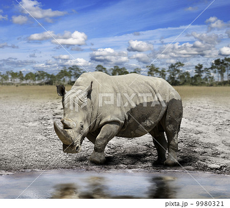 Rhino (rhinoceros) 9980321
