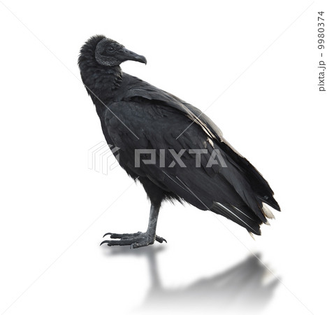 Black vulture (Coragyps atratus) 9980374