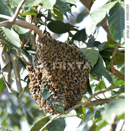 Honey Bee Swarm 9980389
