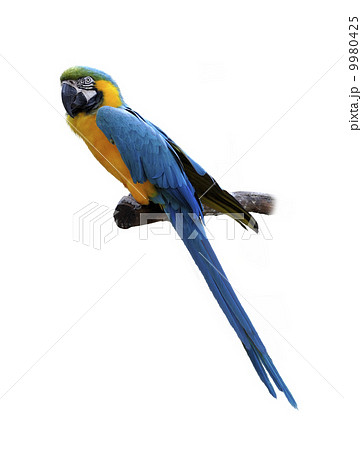 Macaw Parrot Perching Macaw Parrot Perching 9980425