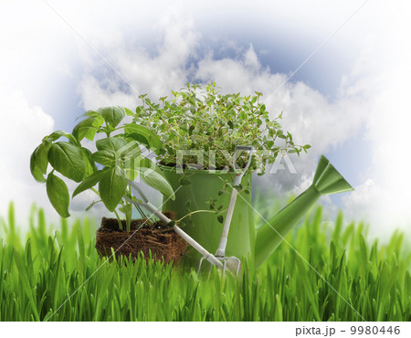 Oregano And Basil Herbs Oregano And Basil Herbs 9980446