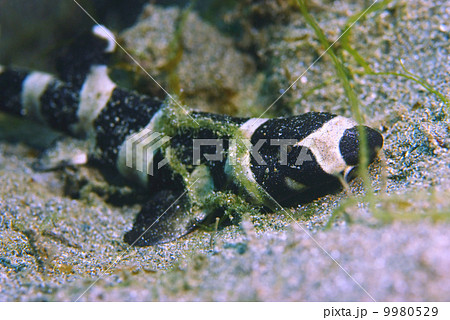 イヌザメの幼魚 9980529