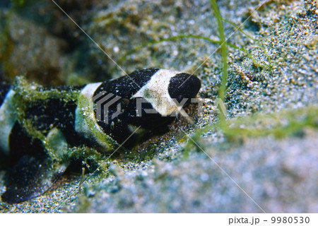 イヌザメの幼魚 イヌザメの幼魚 9980530