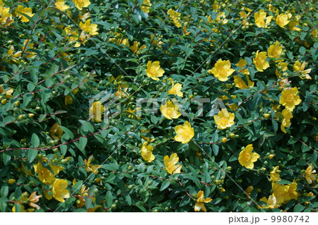 大輪金糸梅　タイリンキンシバイと申します。 9980742