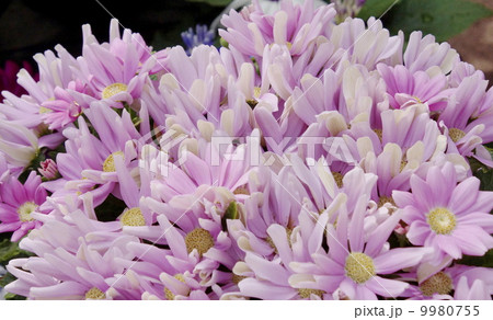 サイネリア (シネラリア) 02 サイネリア (シネラリア) 02 9980755