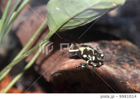 マダラヤドクガエル マダラヤドクガエル 9981014