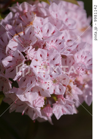 カルミア 別名アメリカ石楠花とも呼ばれます。 カルミア 別名アメリカ石楠花とも呼ばれます。 9981142
