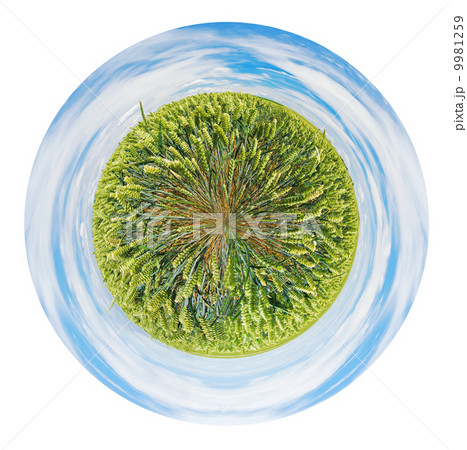 rural field of green rye 9981259