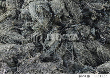 Nets used for shellfish aquaculture in oyster beds. Oysterville USA 9981567