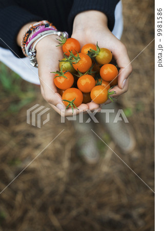 Organic Farming. A girl holding a handfull of ripe cherry tomatoes. Organic Farming. A girl holding a handfull of ripe cherry tomatoes. 9981586