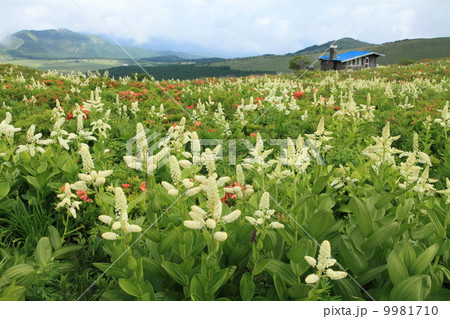 コバイケイソウ咲く霧ヶ峰 9981710