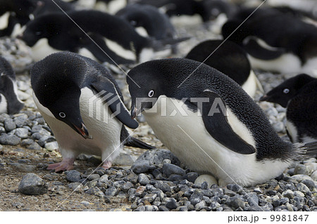 アデリーペンギン 9981847