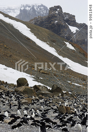 アデリーペンギン 9981848