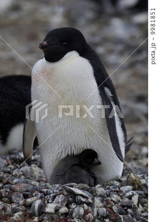 アデリーペンギン 9981851
