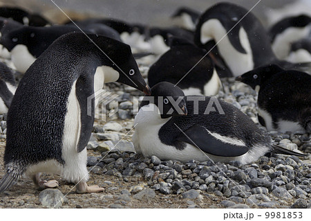 アデリーペンギン 9981853