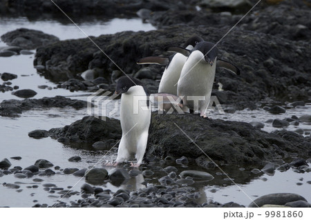 アデリーペンギン 9981860