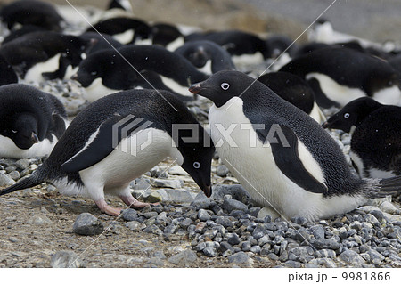アデリーペンギン 9981866