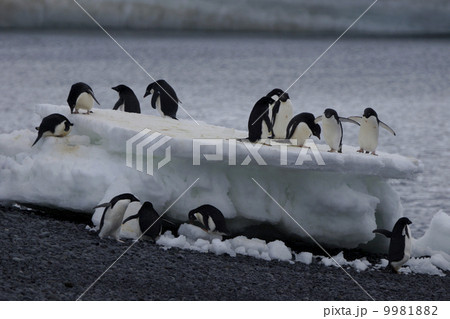 アデリーペンギン 9981882