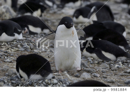 アデリーペンギン アデリーペンギン 9981884