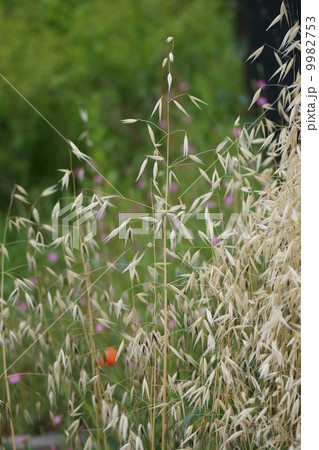 烏麦　別名「燕麦」エンバクとも言います。　食べられます。　 9982753