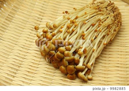 山茶茸 山茶茸 9982885