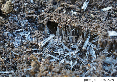 冬イメージ 凍る地面の長い霜柱 横位置の写真素材